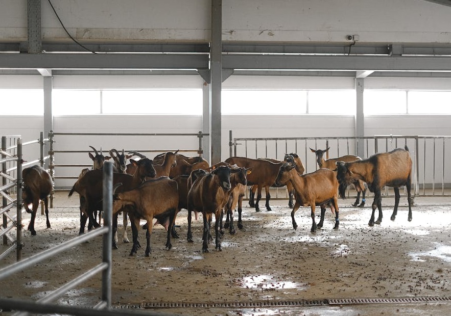 República Dominicana invierte RD$669 M para blindar la salubridad animal e impulsar el sector granjero