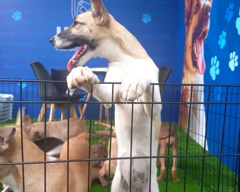 Santiago promueve feria de prohijamiento de perros