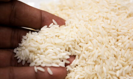 Exsenador califica de “chapuza” decreto de Abinader para proteger el arroz