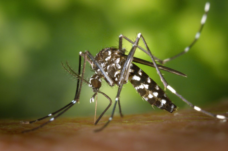 La malaria golpea con fuerza en tres provincias del sur
