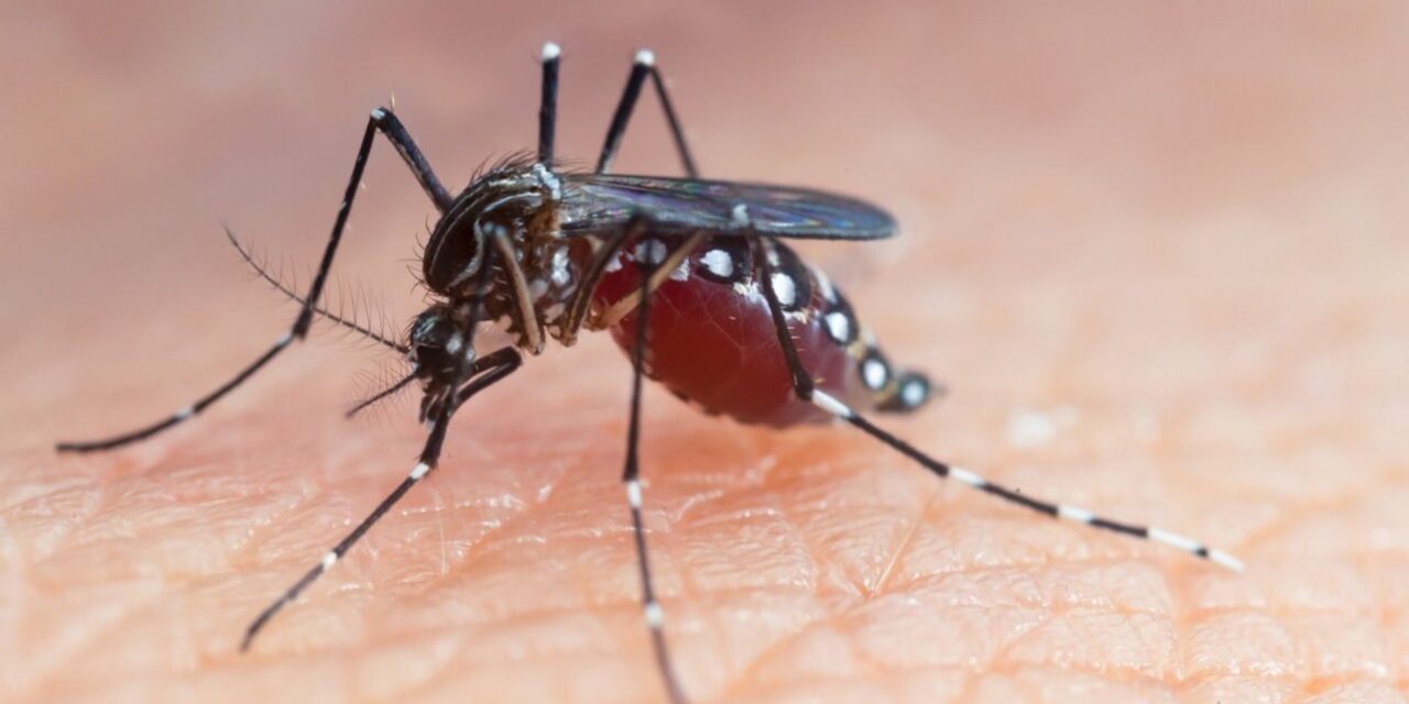 RD tuvo una reducción del 65,54% en casos de dengue en 2024