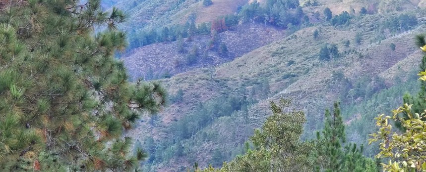Persiste deforestación en cuenca entrada de San Juan de la Maguana