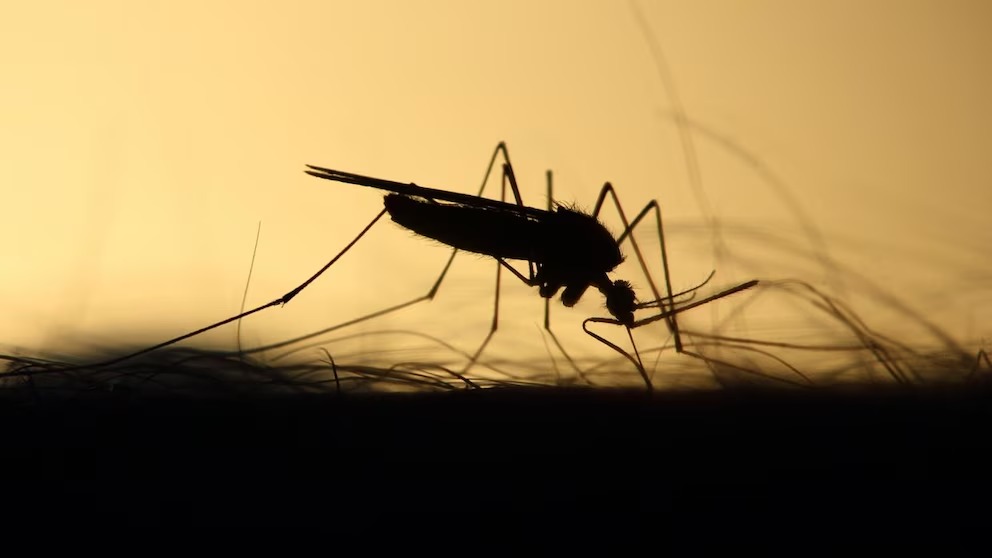 República Dominicana ve reducción del 65,54% en casos de dengue en 2024