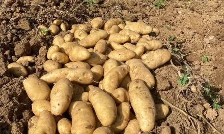 El Ministerio de Agricultura descarta la presencia de nematodos dorados en Constanza
