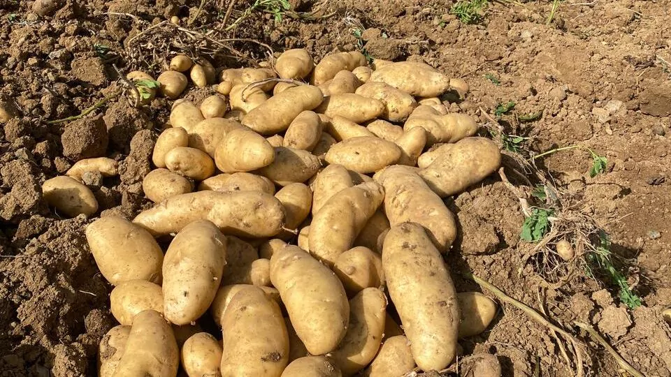 El Ministerio de Agricultura descarta la presencia de nematodos dorados en Constanza