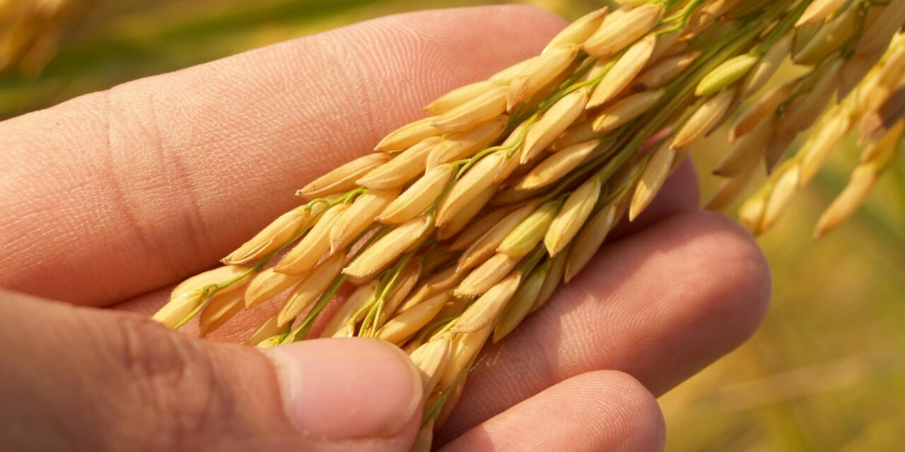 Abinader reafirma el compromiso con la producción doméstico de arroz