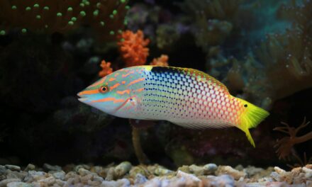 El área de medio ámbito reconoce la descuido de inspectores para hacer cumplir la prohibición de peces loros