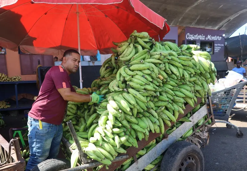 En los mercados de los grandes plátanos de Santo Santo Domingo están disponibles y baratos