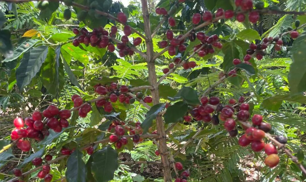 Inconse insta al gobierno a implementar estrategias a derrochador plazo para la industria del café sostenible