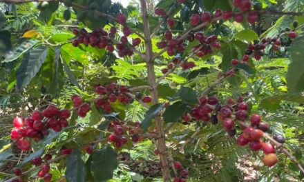 Inconse insta al gobierno a implementar estrategias a derrochador plazo para la industria del café sostenible