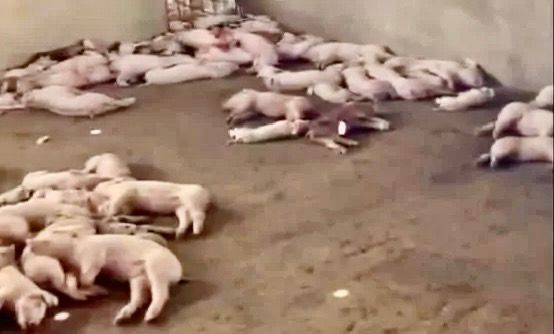 Loving Baret: Presidente, Controles Fail: Swine Plague ataca y se expande nuevamente.