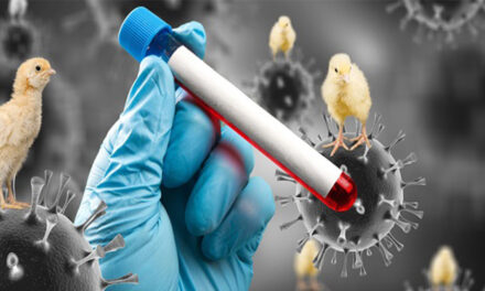 Una cepa de resfriado aviar, transmisible para el ser humano, reaparece en una hacienda de los Estados Unidos