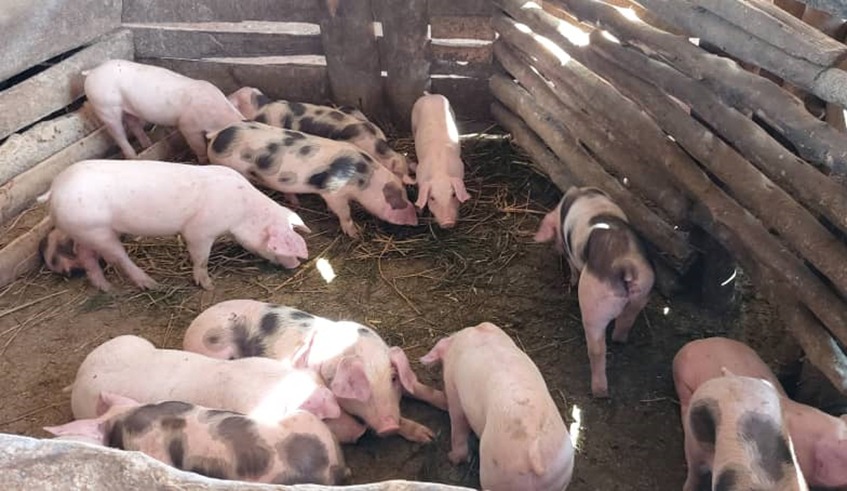 La fiebre porcina africana afecta a 72 criadores de cerdos en provincias dominicanas