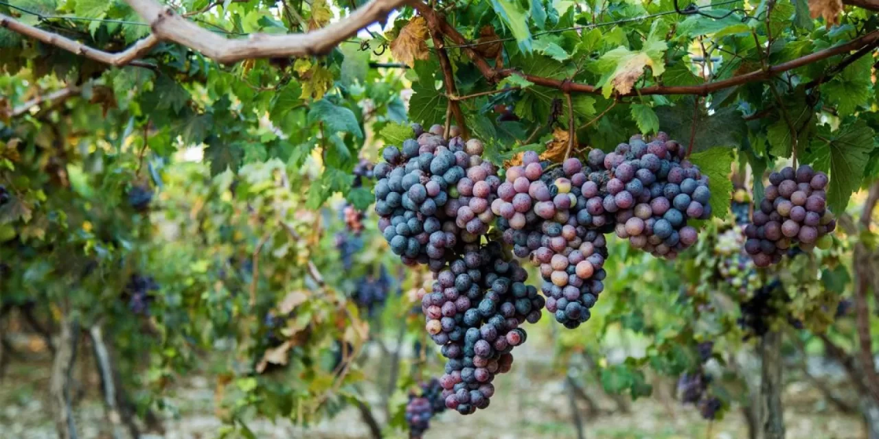 Bill propuso decidir la «capital de las uvas» de la República Dominicana.