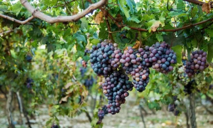 Bill propuso decidir la «capital de las uvas» de la República Dominicana.