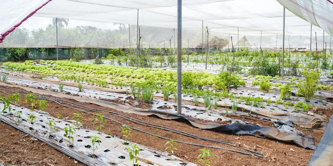 Buscan relanzar proyectos de agredía agrícola