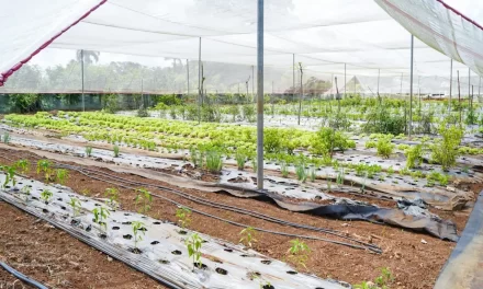 Buscan relanzar proyectos de agredía agrícola