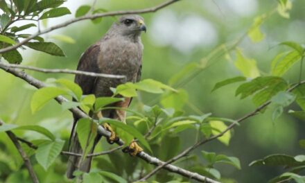 El Ministerio de Medio Ambiente Dominicano advierte de casi acabamiento de Sparrowhawk hispaniolano