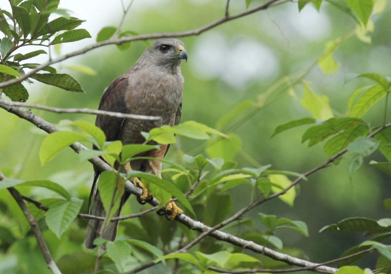 El Ministerio de Medio Ambiente Dominicano advierte de casi acabamiento de Sparrowhawk hispaniolano