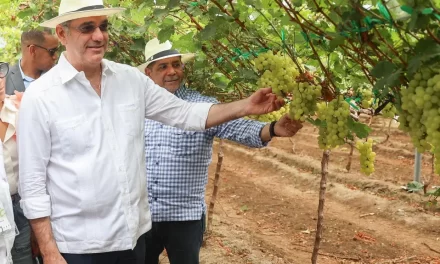 República dominicana duplica las exportaciones de mango, promueve uvas