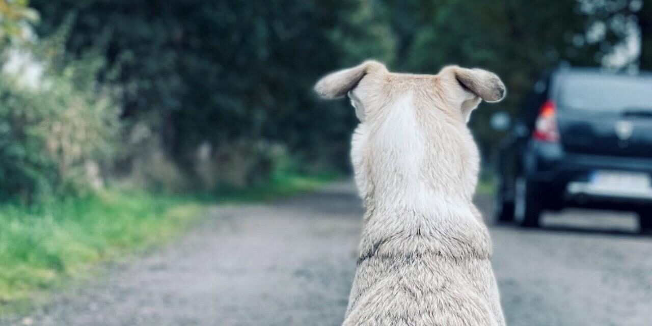 desgobierno de animales que mata en silencio en la República Dominicana