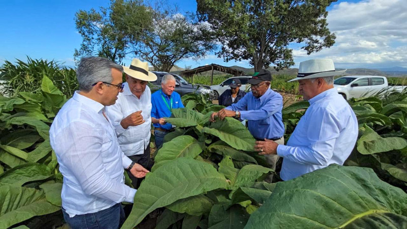 El país tiene 29 áreas de cultivo de tabaco repartidos en 15 provincias.