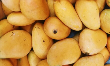 Cientos se reúnen para disfrutar de la feria de mango 2025