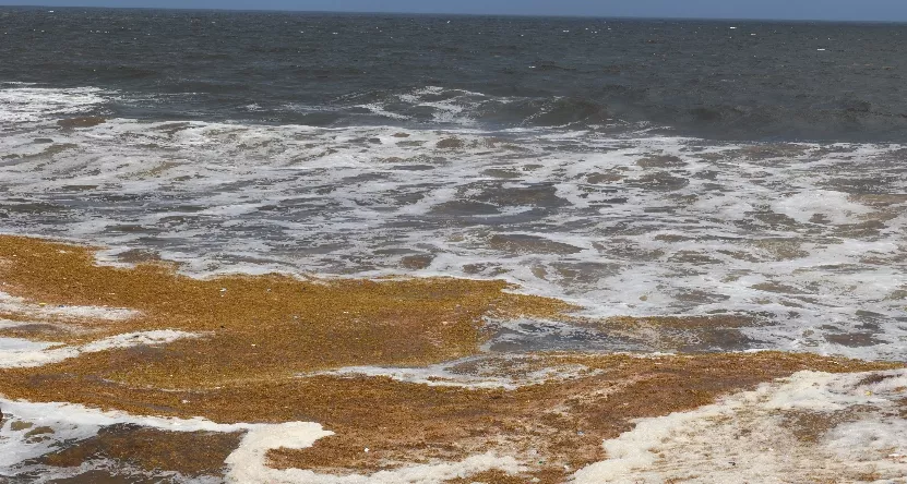 El senador propone a Bill que declara a Sargassum una emergencia ambiental franquista y regional