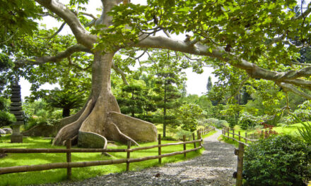 Jardín fitólogo y DiGecac unen fuerzas para impulsar la conservación de las plantas nativas