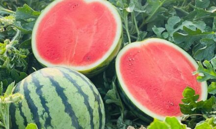 La Vega emerge como un centro agrícola a través de la asociación de semillas de melón de agua dominicana-israelí