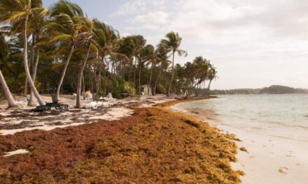 República Dominicana Renova el llamado a la UNESCO para determinar a Sargassum una emergencia ambiental regional