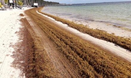República dominicana aborda la crisis de Sargassum con r  responsabilidad y transparencia