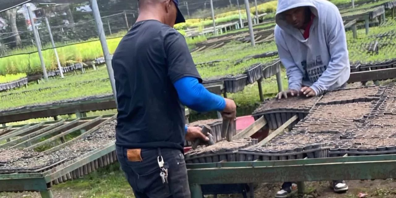 República Dominicana venablo el primer campo de reforestación basado en la prisión