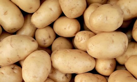 República dominicana alcanza la cosecha récord de papa