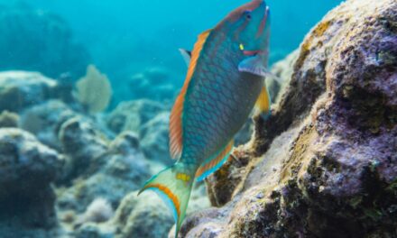 República dominicana extiende la prohibición de peces loros para proteger los arrecifes de coral