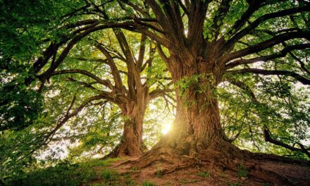 La Fundación Eco-Bahía celebra el Día del Árbol con conciencia y acto en Riviera Maya