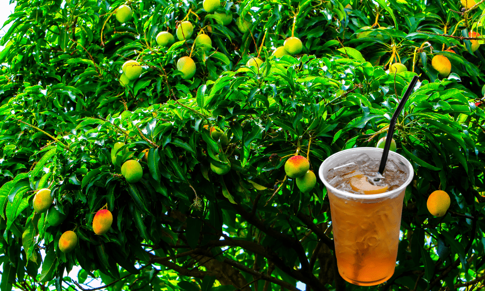 Una infusión natural con beneficios para la vigor – RC News