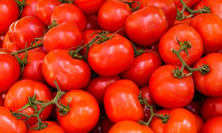Precio de tomate recaudado por RD $ 20 para apoyar a los agricultores