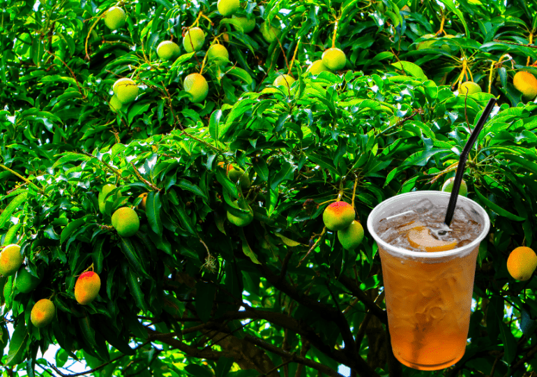 Té de hoja de mango: una infusión natural con beneficios para la salud