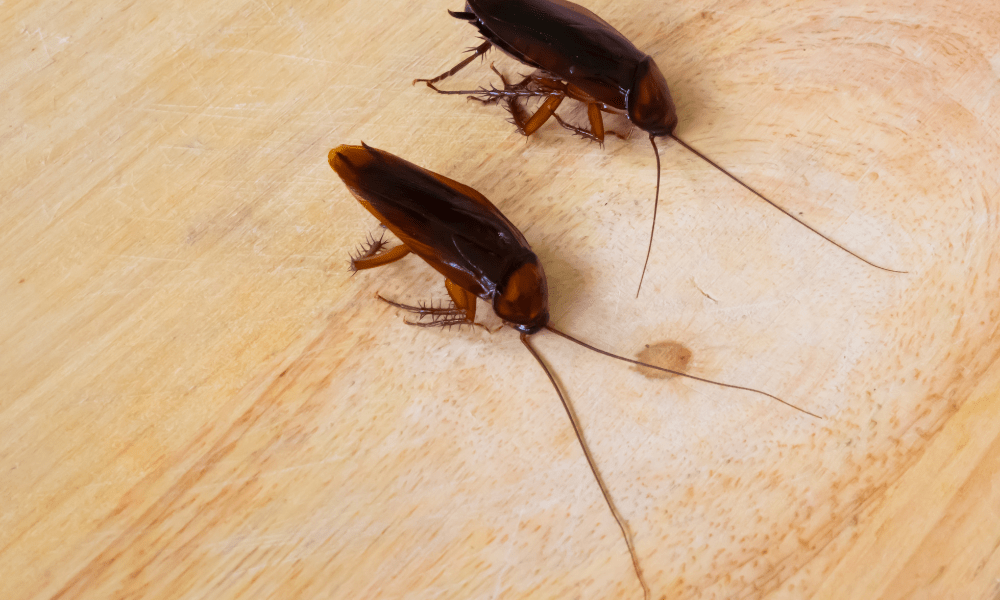 Descubriendo el mundo íntimo de las cucarachas: cómo miran alrededor de otro flanco y reproducen