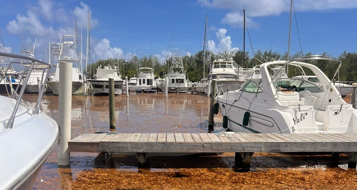 Playas dominicanas abrumadas por Sargassum, Citizens Demand Action