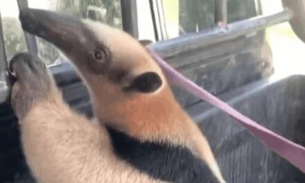 Antuter rescatado en Verón que se exhibirá en el zoológico franquista luego de la recuperación