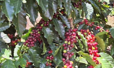 Cosecha de café dominicano en peligro en medio de escasez de trabajo severo