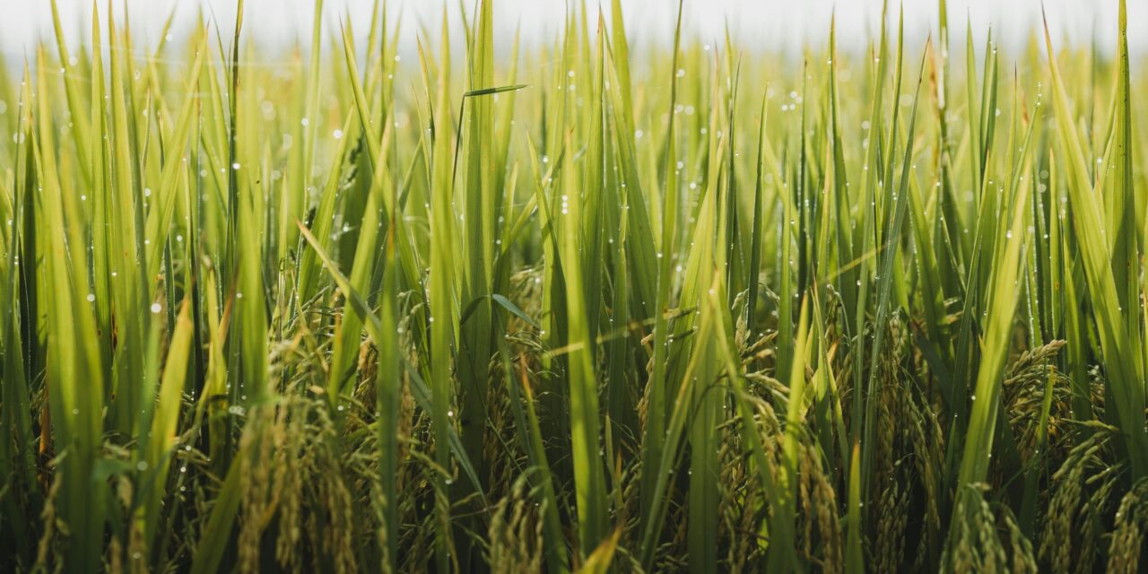 Gobierno garrocha plan de apoyo a agricultores afectados por la tormenta Melissa