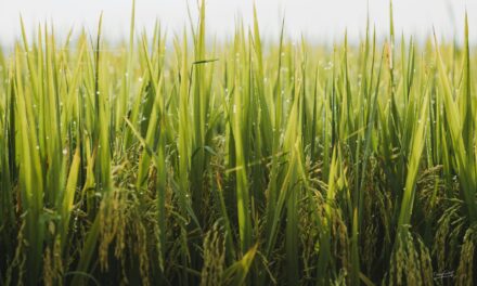 Gobierno garrocha plan de apoyo a agricultores afectados por la tormenta Melissa