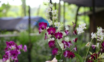 Inauguran Fiesta Nacional de las Plantas en el Jardín Botánico