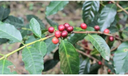 Los cafetaleros califican la situación en las zonas cafetaleras como “desastrosa” conveniente a las lluvias.
