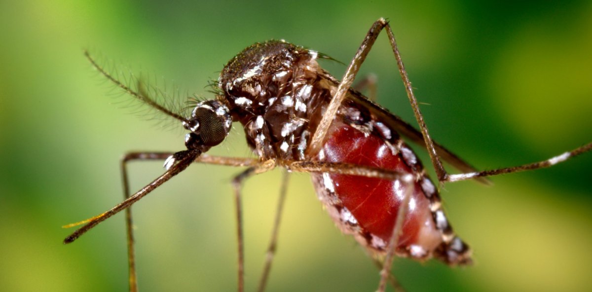 ¡Devolver! Se reportan casos de chikungunya: consejos prácticos para la prevención