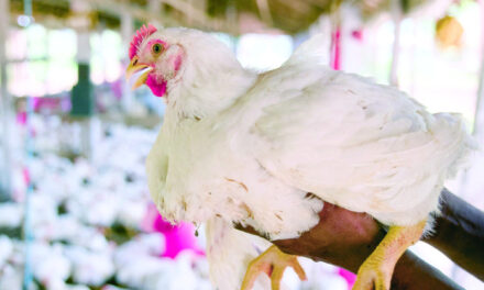 Productores advierten que pollo podría subir a RD$150/lb