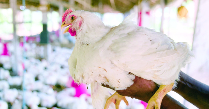 Productores advierten que pollo podría subir a RD$150/lb